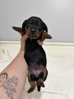 Holly, a female Miniature Dachshund for sale in Jacksonville, NC – 3 of 5