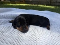 CKC FEMALE Holly, a female Miniature Dachshund for sale in Jacksonville, NC – 5 of 9