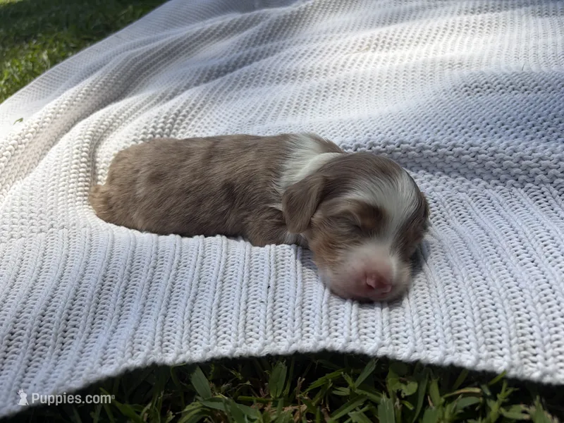 Gus – Miniature Dachshund puppy for sale in Jacksonville, NC