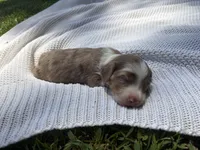 CKC MALE Gus, a male Miniature Dachshund for sale in Jacksonville, NC – 1 of 7