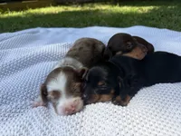 CKC MALE Gus, a male Miniature Dachshund for sale in Jacksonville, NC – 7 of 7