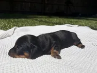 CKC FEMALE Holly, a female Miniature Dachshund for sale in Jacksonville, NC – 4 of 9
