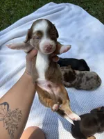 CKC MALE Gus, a male Miniature Dachshund for sale in Jacksonville, NC – 5 of 7