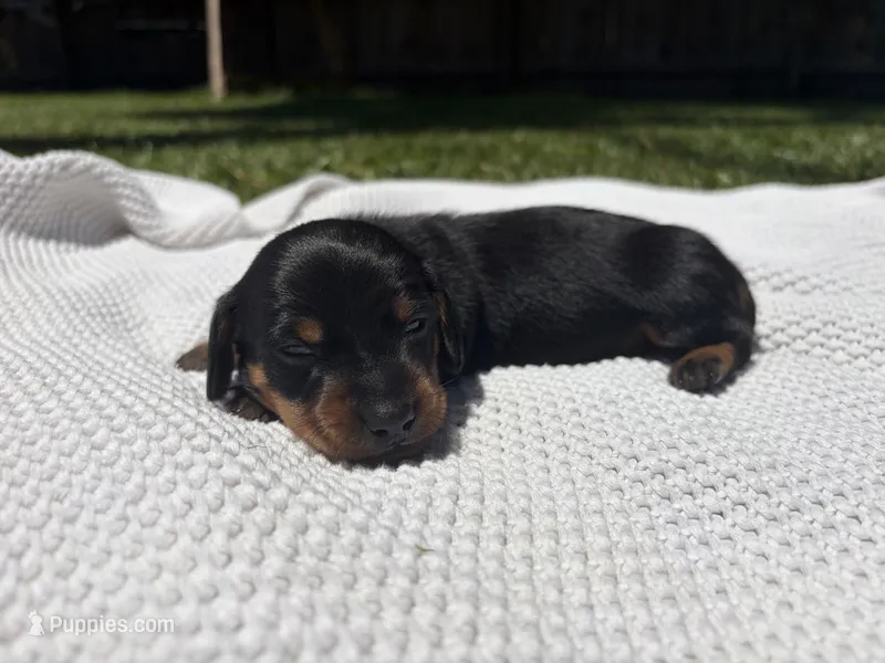 Holly – Miniature Dachshund puppy for sale in Jacksonville, NC
