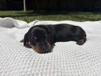 CKC FEMALE Holly, a female Miniature Dachshund for sale in Jacksonville, NC – 1 of 9