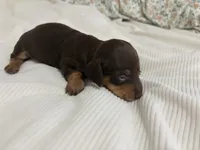 Molly, a female Miniature Dachshund for sale in Jacksonville, NC – 3 of 5