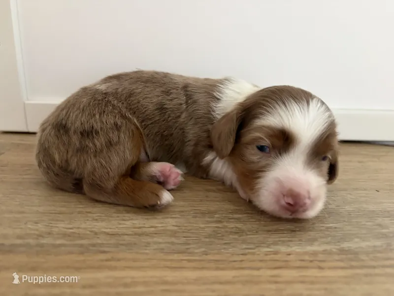 Gus, a male Miniature Dachshund for sale in Jacksonville, NC – 1 of 7