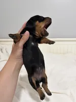 Holly, a female Miniature Dachshund for sale in Jacksonville, NC – 4 of 5