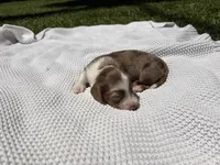 CKC MALE Gus, a male Miniature Dachshund for sale in Jacksonville, NC – 6 of 7