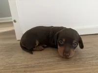 Molly, a female Miniature Dachshund for sale in Jacksonville, NC – 5 of 5