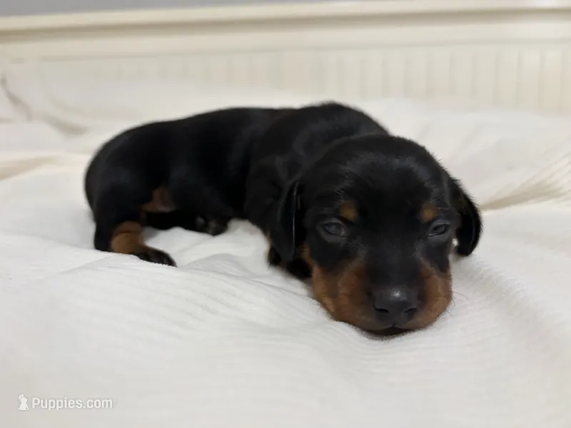 Holly – Miniature Dachshund puppy for sale in Jacksonville, NC