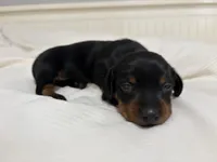 Holly, a female Miniature Dachshund for sale in Jacksonville, NC – 1 of 5