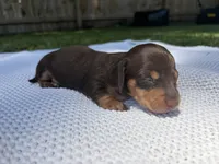 CKC FEMALE Molly, a female Miniature Dachshund for sale in Jacksonville, NC – 5 of 6