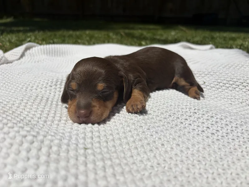 Molly – Miniature Dachshund puppy for sale in Jacksonville, NC