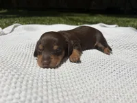 CKC FEMALE Molly, a female Miniature Dachshund for sale in Jacksonville, NC – 1 of 6