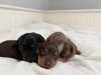Holly, a female Miniature Dachshund for sale in Jacksonville, NC – 2 of 5