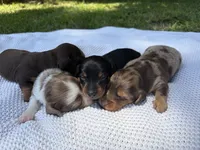 CKC FEMALE Holly, a female Miniature Dachshund for sale in Jacksonville, NC – 6 of 9