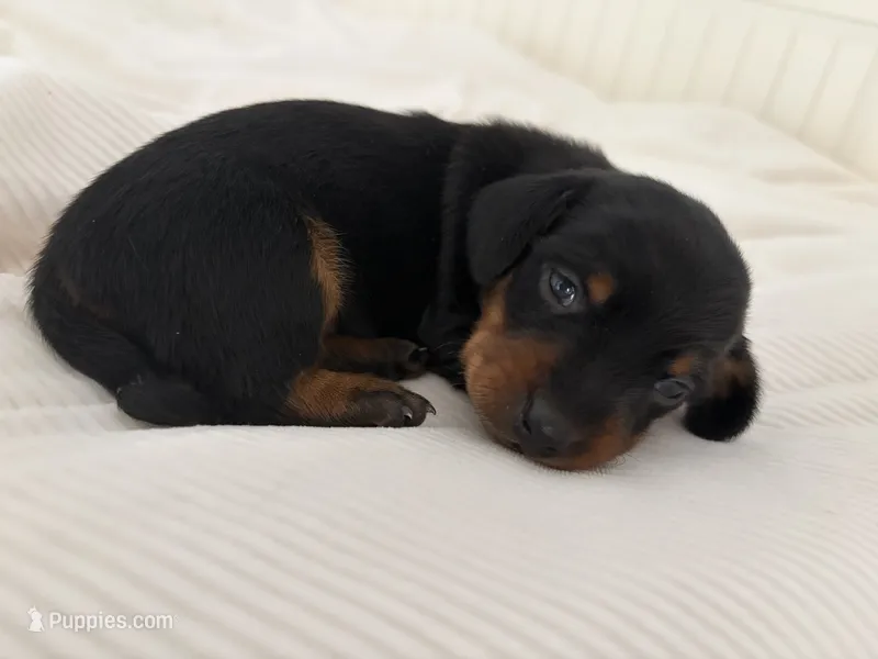 Holly – Miniature Dachshund puppy for sale in Jacksonville, NC