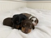 Molly, a female Miniature Dachshund for sale in Jacksonville, NC – 2 of 5
