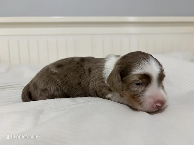 Gus – Miniature Dachshund puppy for sale in Jacksonville, NC