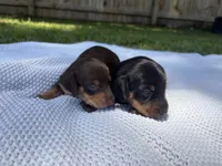 CKC FEMALE Molly, a female Miniature Dachshund for sale in Jacksonville, NC – 6 of 6