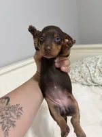 Molly, a female Miniature Dachshund for sale in Jacksonville, NC – 4 of 5