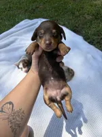 CKC FEMALE Molly, a female Miniature Dachshund for sale in Jacksonville, NC – 4 of 6