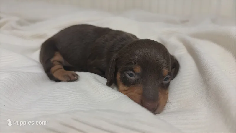 Molly – Miniature Dachshund puppy for sale in Jacksonville, NC