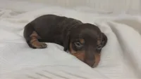 Molly, a female Miniature Dachshund for sale in Jacksonville, NC – 1 of 5