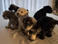 Taurus, a male Miniature Schnauzer for sale in Murfreesboro, TN – Photo 8 of 10