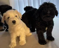 Taurus, a male Miniature Schnauzer for sale in Murfreesboro, TN – Photo 3 of 10