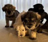 Taurus, a male Miniature Schnauzer for sale in Murfreesboro, TN – Photo 1 of 10