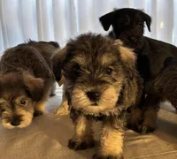 Taurus, a male Miniature Schnauzer for sale in Murfreesboro, TN – Photo 9 of 10