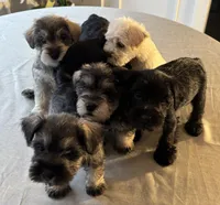 Taurus, a male Miniature Schnauzer for sale in Murfreesboro, TN – Photo 6 of 10