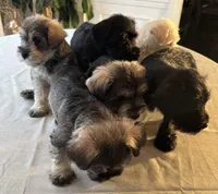 Taurus, a male Miniature Schnauzer for sale in Murfreesboro, TN – Photo 5 of 10