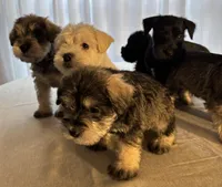 Sally, a female Miniature Schnauzer for sale in Murfreesboro, TN – Photo 5 of 10