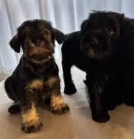 Sally, a female Miniature Schnauzer for sale in Murfreesboro, TN – Photo 1 of 10