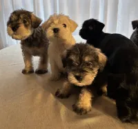 Sally, a female Miniature Schnauzer for sale in Murfreesboro, TN – Photo 10 of 10