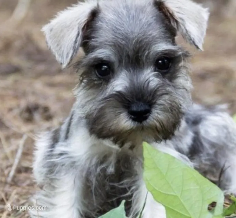 Whisper, a female Miniature Schnauzer for sale in Murfreesboro, TN – Photo 1 of 1