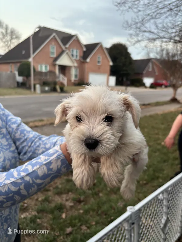 Lila, a female Miniature Schnauzer for sale in Murfreesboro, TN – Photo 1 of 1