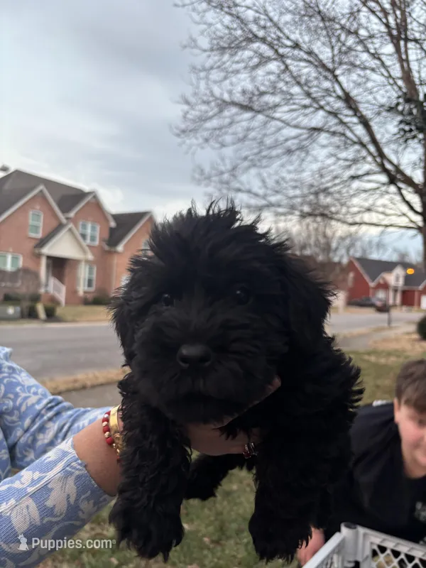 Duke, a male Miniature Schnauzer for sale in Murfreesboro, TN – Photo 1 of 1