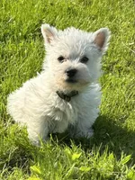 Green collar, a male West Highland White Terrier for sale in Akron, NY – Photo 1 of 3
