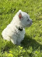 Green collar, a male West Highland White Terrier for sale in Akron, NY – Photo 2 of 3