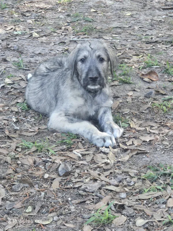 Blk collar, a male Irish Wolfhound for sale in Houston, TX – Photo 1 of 1