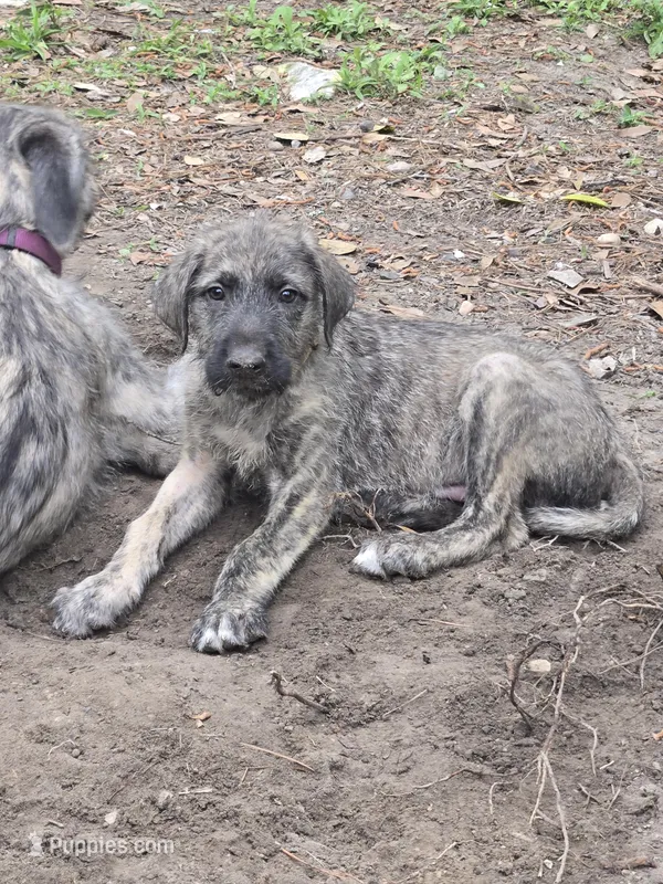 Male pup – Irish Wolfhound puppy for sale in Houston, TX