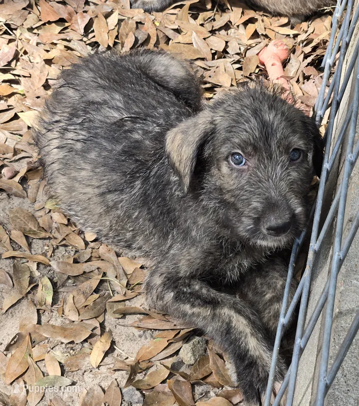 Male pup, a male Irish Wolfhound for sale in Houston, TX – Photo 1 of 1