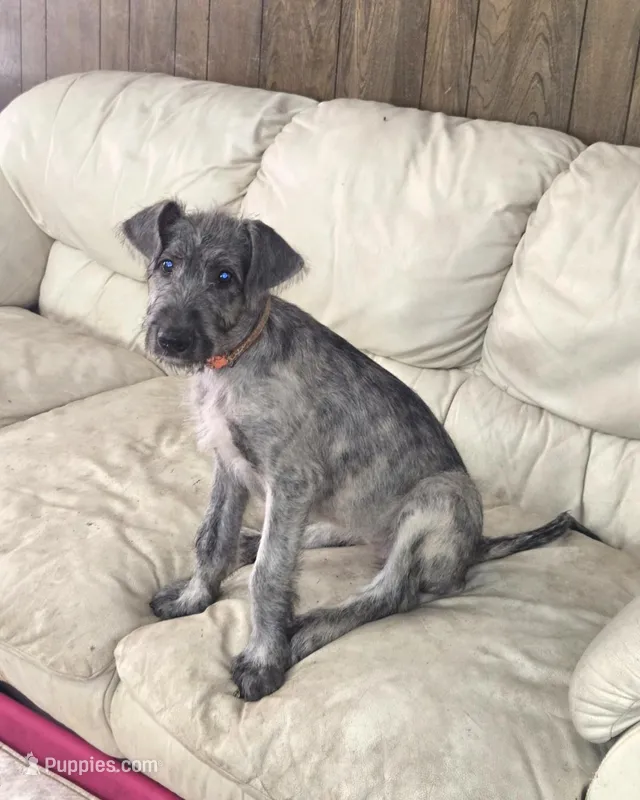 Orange, a female Irish Wolfhound for sale in Houston, TX – Photo 1 of 1