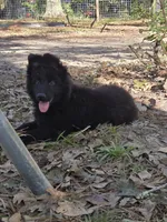 Pink, a female German Shepherd Dog for sale in Houston, TX – Photo 1 of 2