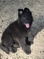 Pink, a female German Shepherd Dog for sale in Houston, TX – Photo 2 of 2