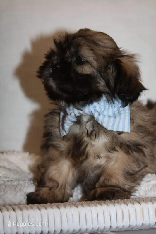 Jack – Shih Tzu puppy for sale in Kingsley, MI